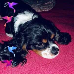 Meet your Posher, Lori